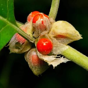 Ashwagandha-fruit-plant-1200x795-1