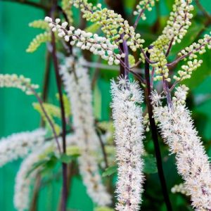 BLACK COHOSH