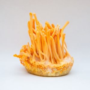 CORDYCEPS