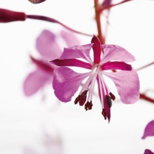 EPILOBIUM PARVIFLORUM