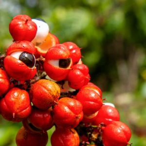 GUARANA (1) GUARANA (1)