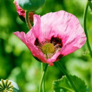 PAPAVER