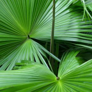 SAW PALMETTO