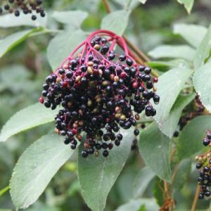 Sambucus