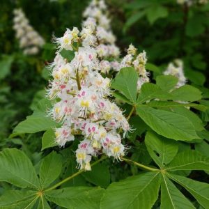 agriokastania
