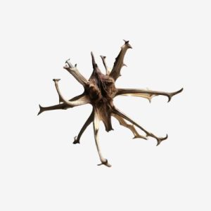 arpagofyto