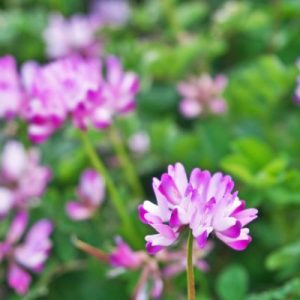 astragalus