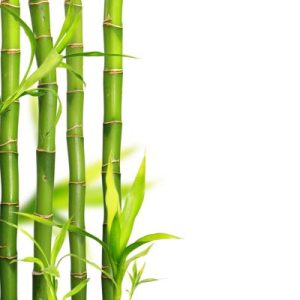 bamboo