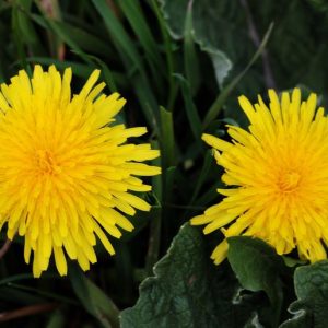 closeup-view-yellow-beautiful-flower