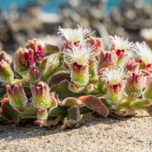 common-ice-plant