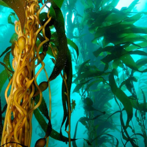 kelp