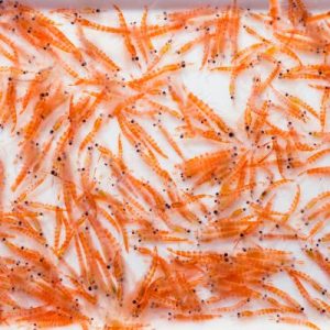 krill (1)