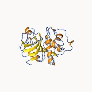 lipase