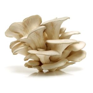 mushrooms mushrooms