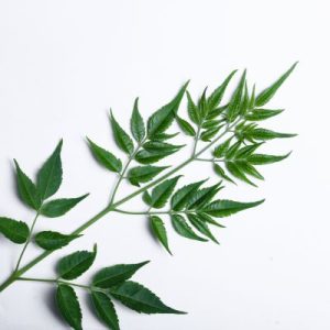 neem