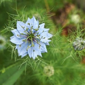 nigella nigella