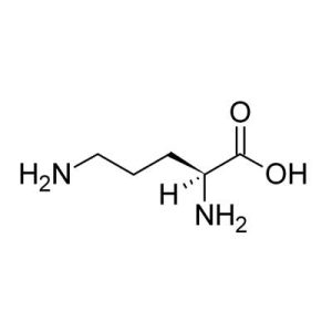 ornithini