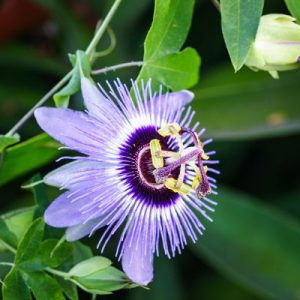pasiflora