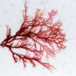 red alga