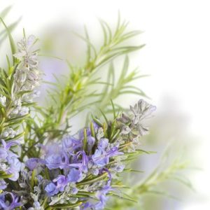 rosemary