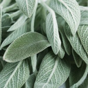 sage