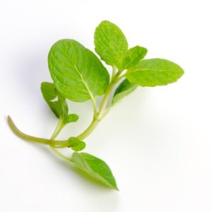spearmint
