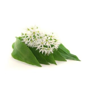 wild garlic