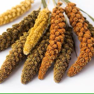 yellow-green-red-ears-millet-grain-millet_296586-1670